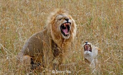 欧美同性与动物交配视频,揭秘欧美同性与动物交配视频的黑暗面