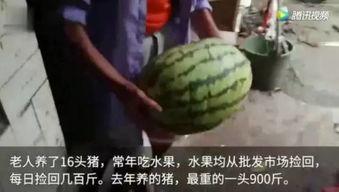 网上吃瓜都有什么视频,盘点热门视频类型