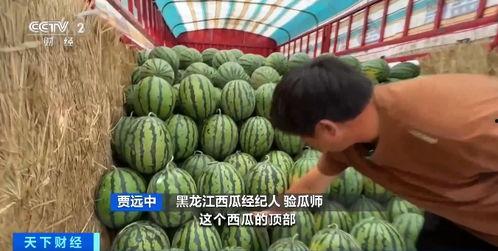 网上吃瓜都有什么视频,盘点热门视频类型