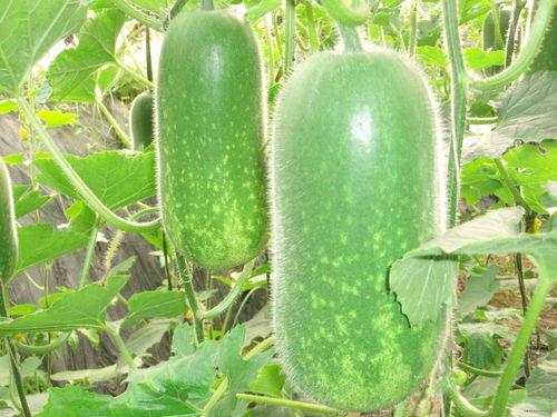 冷门吃瓜新闻视频大全