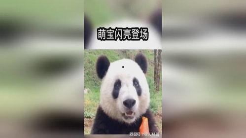 大熊猫爱吃瓜吃竹子视频,大熊猫的“甜蜜”与“绿色”美食之旅