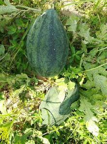 给旁边吃瓜的视频叫什么,揭秘视频背后的故事