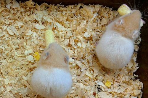 蜜瓜仓鼠可以吃吗视频