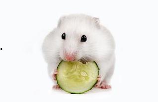 蜜瓜仓鼠可以吃吗视频