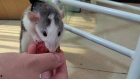 鼠可以吃佛手瓜吗视频,佛手瓜成为鼠类美食