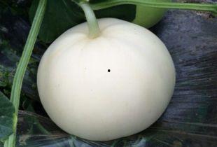 吃梨瓜啥效果最好呢视频,揭秘最佳食用效果