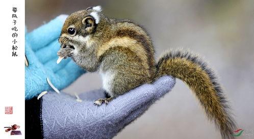 松鼠吃小瓜茎的视频教程,松鼠吃小瓜茎视频教程
