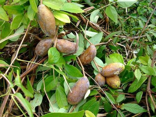 美国人吃八月瓜好吗视频,新奇口感与独特风味