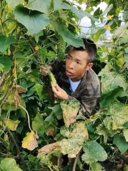 湖北利川吃瓜视频,一场别开生面的湖北乡村盛宴