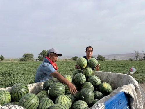 邹城吃瓜三件事视频曝光,视频曝光揭示的社区热点事件