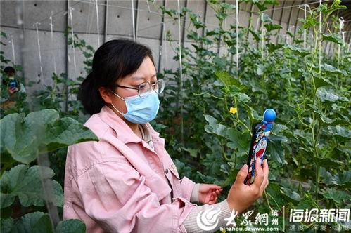 第一书记喊你吃瓜视频播放,一场别开生面的乡村盛宴