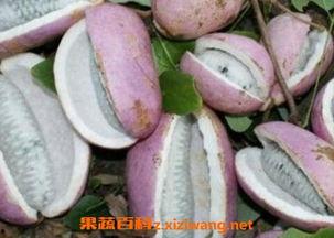 八月瓜需要吐籽吃吗视频,揭秘美味果实背后的食用奥秘