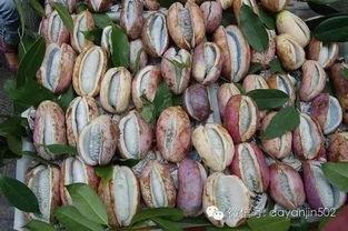 八月瓜需要吐籽吃吗视频,揭秘美味果实背后的食用奥秘