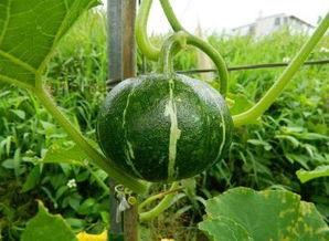 吃瓜子看瓜视频,跟随视频品味瓜子的魅力与乐趣