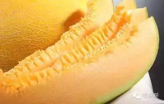 大春哥吃哈密瓜视频大全,视频大全带你领略甜蜜滋味