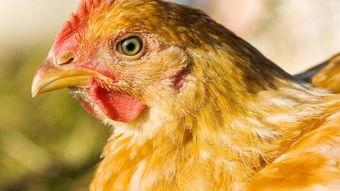 生角瓜可以给鸡吃吗视频