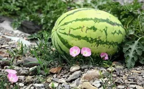 卖吃瓜的视频抽象,揭秘短视频时代的吃瓜达人