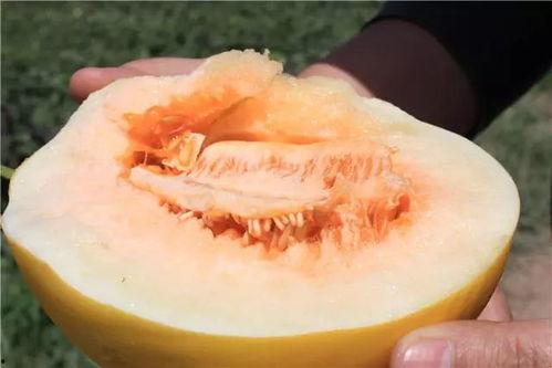 龙角蜜瓜怎么吃最好吃视频