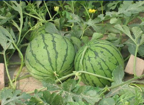 嘉祥吃瓜事件视频,一场网络热议的真相揭秘