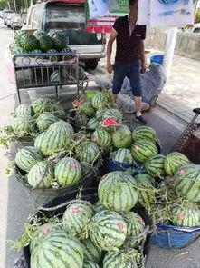 保定东湖吃瓜事件视频,一场引发热议的网络视频风波