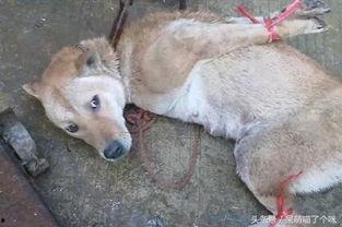 偷瓜狗吃土狗视频大全