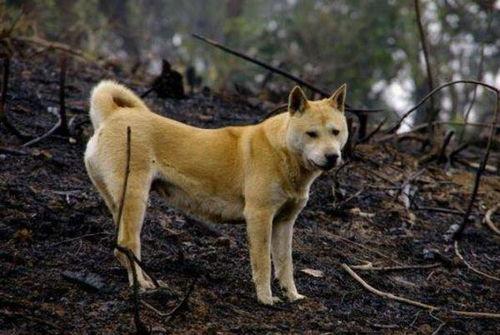 偷瓜狗吃土狗视频大全