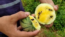 微笑吃大瓜搞笑视频下载