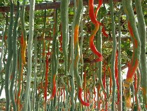 吃蛇瓜的视频大全,视频大全带你领略独特风味