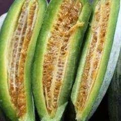 酥瓜没熟可以吃吗视频大全