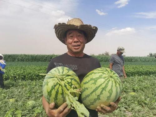 金川吃瓜老头是谁啊视频