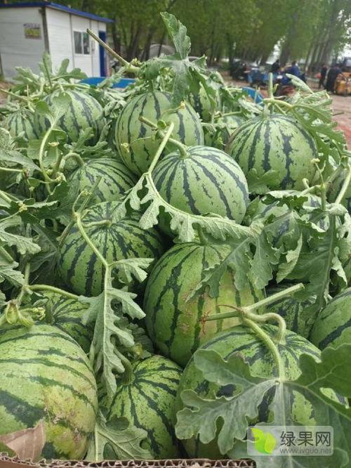 江苏沛县吃瓜事件视频