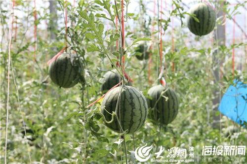 江苏沛县吃瓜事件视频